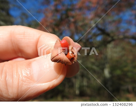 Mayumi的果實 Mayumi的果實 132408296