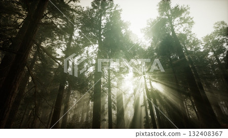 Sunlight streams through dense tree canopies, creating a serene atmosphere in the woods. Rays illuminate the forest floor, showcasing natures tranquility and beauty. Sunlight streams through dense tree canopies, creating a serene atmosphere in the woods. Rays illuminate the forest floor, showcasing natures tranquility and beauty. 132408367