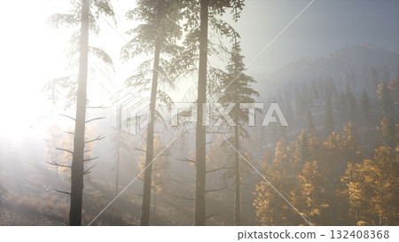 Enveloped in mist, tall trees stand silently as morning sunlight breaks through the foliage, illuminating the vibrant autumn leaves. Nature awakens in a serene forest landscape. Enveloped in mist, tall trees stand silently as morning sunlight breaks through the foliage, illuminating the vibrant autumn leaves. Nature awakens in a serene forest landscape. 132408368