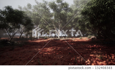 Natures symphony unfolds as towering eucalyptus trees embrace a tranquil dirt field, inviting a moment of serene reflection. 132408383