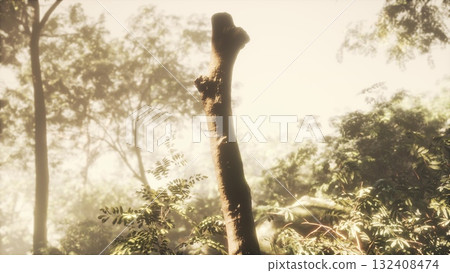 Morning light bathes a tall, weathered tree stump surrounded by vibrant greenery in a peaceful forest setting. Nature thrives in this serene landscape, inviting exploration and reflection. Morning light bathes a tall, weathered tree stump surrounded by vibrant greenery in a peaceful forest setting. Nature thrives in this serene landscape, inviting exploration and reflection. 132408474