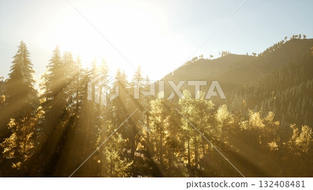 Dappled sunlight filters through a canopy of vibrant trees, painting the landscape in warm hues. The scene captures a serene moment of nature awakening in a peaceful forest. 132408481