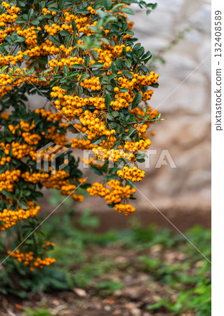 Pyracantha also known as Firethorn berries in the autumnal garden Pyracantha also known as Firethorn berries in the autumnal garden 132408589