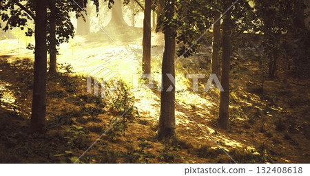 Golden sunlight streams through the forest, casting gentle rays on the ground. The scene is tranquil, showcasing trees with lush foliage and soft earth beneath. 132408618