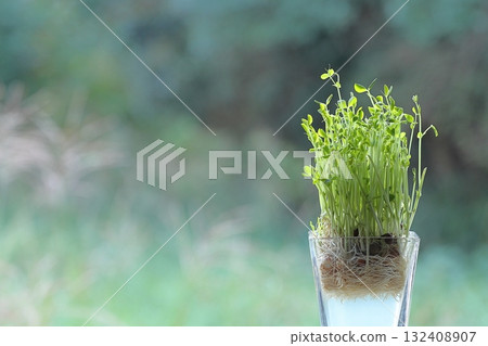 種植物 132408907
