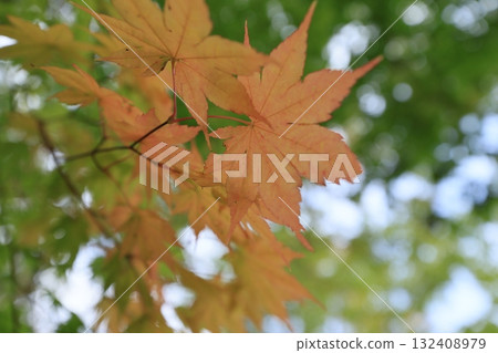 楓葉 132408979