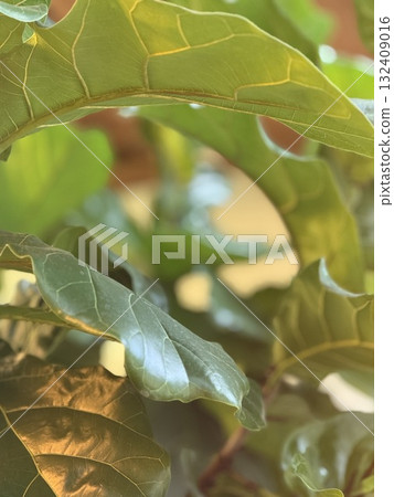 Close-up of lush green fiddle leaf fig leaves with soft sunlight, suitable as natural background 132409016