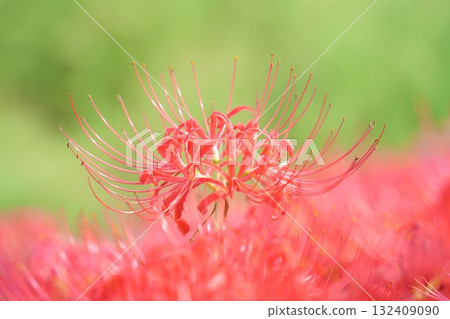 Beautiful cluster amaryllis Beautiful cluster amaryllis 132409090