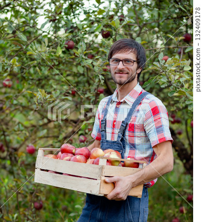 Smiling male farmer in checkered shirt holding wooden crate full of red apples Smiling male farmer in checkered shirt holding wooden crate full of red apples 132409178