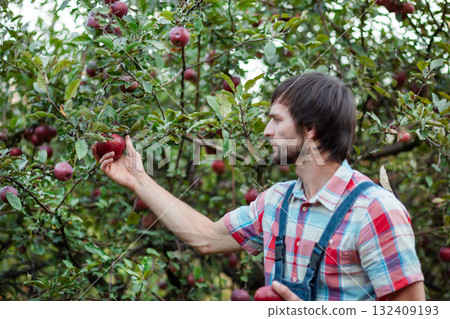 Close-up farmer worker holding apple while picking fresh ripe fruit in orchard during autumn harvest. Harvest time. Close-up farmer worker holding apple while picking fresh ripe fruit in orchard during autumn harvest. Harvest time. 132409193