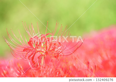 Beautiful cluster amaryllis flowers growing in clusters on a green background 132409276