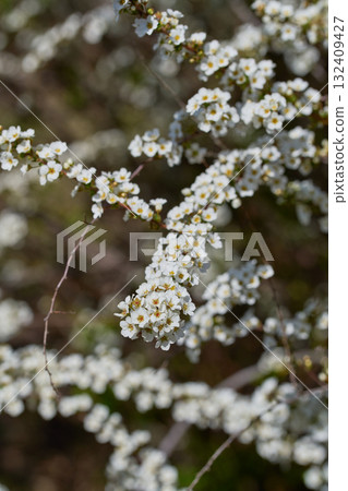 Yukiyanagi Yukiyanagi 132409427