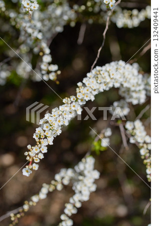 Yukiyanagi Yukiyanagi 132409441