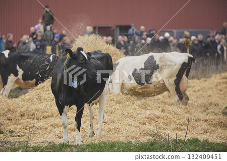 Cows enjoy pasture at an eco-farm in Denmark Cows enjoy pasture at an eco-farm in Denmark 132409451