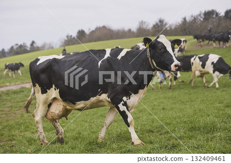 Cows enjoy pasture at an eco-farm in Denmark 132409461