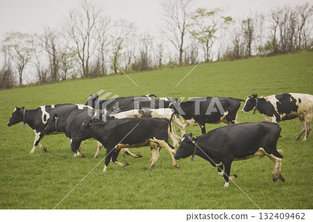 Cows enjoy pasture at an eco-farm in Denmark 132409462