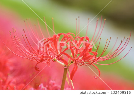 Beautiful cluster amaryllis Beautiful autumn scenery 132409516