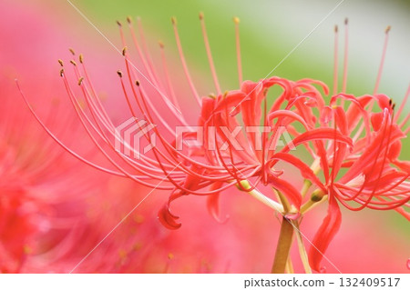 Beautiful cluster amaryllis Beautiful autumn scenery Beautiful cluster amaryllis Beautiful autumn scenery 132409517
