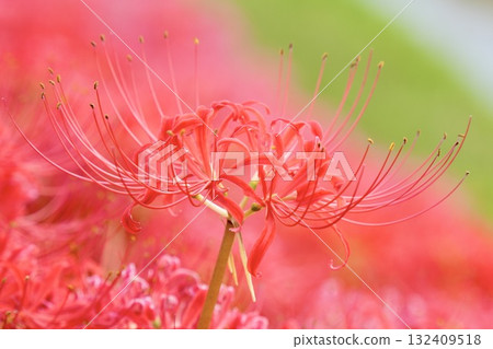 美麗的簇生石蒜 美麗的秋天風景 132409518