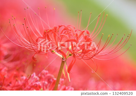 美麗的簇生石蒜 美麗的秋天風景 132409520