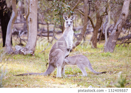 Kangaroo and Joey in Gresswell Nature Conservation Reserve Australia 132409887