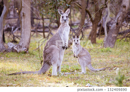 Kangaroo and Joey in Gresswell Nature Conservation Reserve Australia 132409890