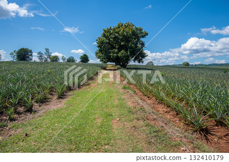 Scenery view of pineapples plantation field in rural Thailand. Pineapples are tropical fruits that are rich in vitamins, enzymes and antioxidants. They may help boost the immune system. 132410179