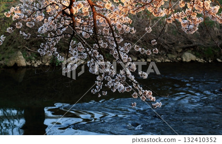 盛開的櫻花和水面上的漣漪 盛開的櫻花和水面上的漣漪 132410352