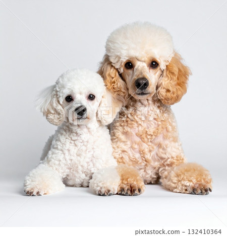 Peaceful portrait of a mother toy poodle and her puppies standing next to a white mat 132410364
