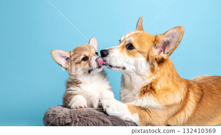 柯基一家平靜而舒緩的場景 柯基一家平靜而舒緩的場景 132410369