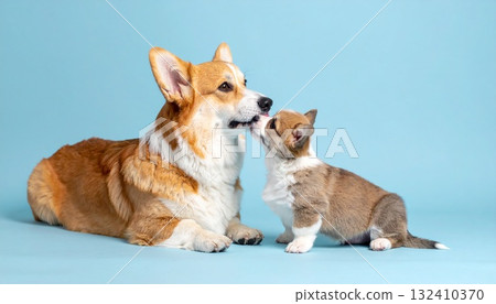 柯基一家平靜而舒緩的場景 132410370