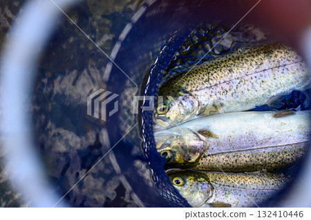 Rainbow trout Rainbow trout 132410446