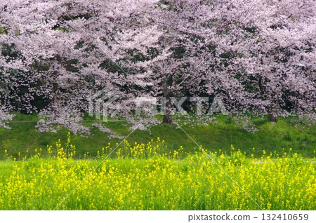 大宮第二公園的櫻花和油菜花 132410659