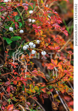 Color in the silence - the snowdrop tree heralds autumn 132410682