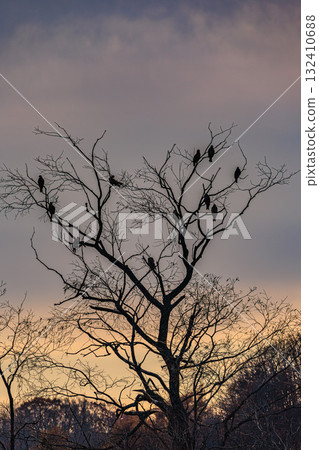 Twilight Poem - Shadows Gathering on a Dead Tree Twilight Poem - Shadows Gathering on a Dead Tree 132410688