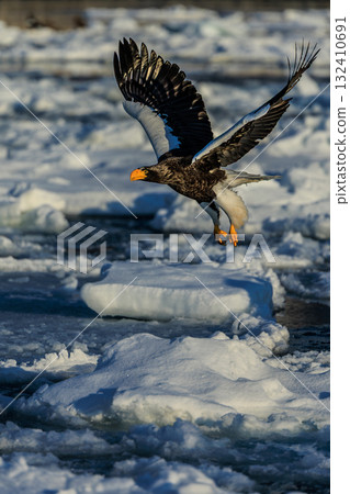 Dancing on the frigid ocean - Majestic wings Dancing on the frigid ocean - Majestic wings 132410691