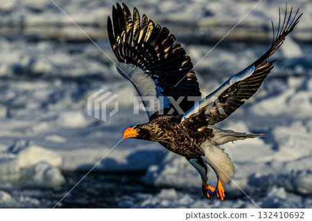 虎頭海雕翱翔於流冰之上－北方之王的飛行 132410692