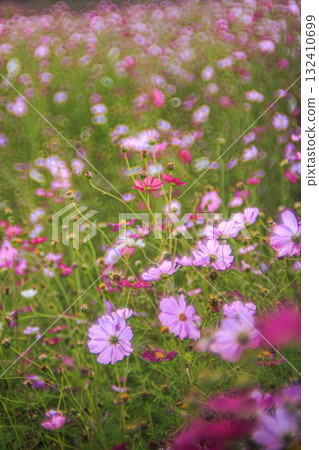 光與花的詩－溫柔的秋日午後 132410699