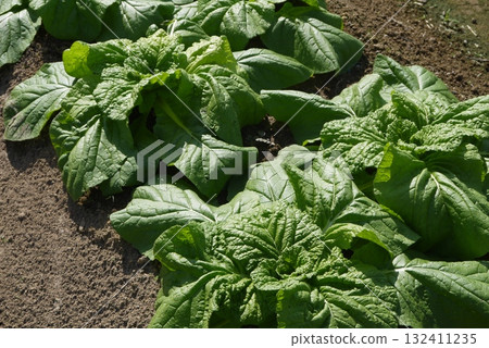 Chinese cabbage before baseball Chinese cabbage before baseball 132411235
