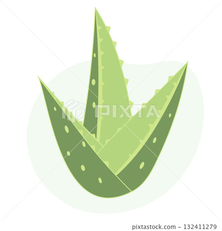 Aloe Vera bush isolated on white background. Green plant for design, card, advertising, sale and decor. Aloe Vera bush isolated on white background. Green plant for design, card, advertising, sale and decor. 132411279