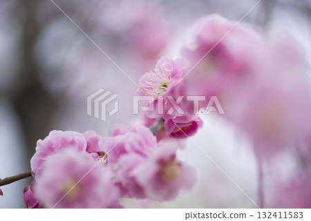 梅園裡盛開著粉紅色的梅花。 132411583