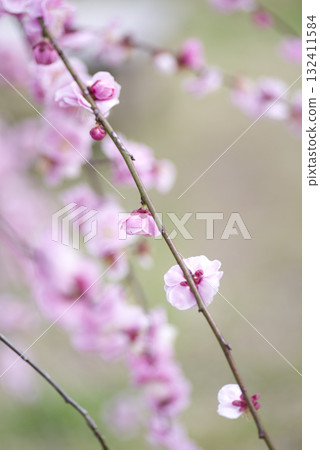 Pink plum blossoms are in bloom in the plum garden. 132411584
