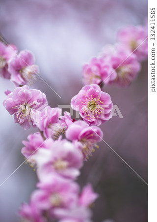 Pink plum blossoms are in bloom in the plum garden. Pink plum blossoms are in bloom in the plum garden. 132411585