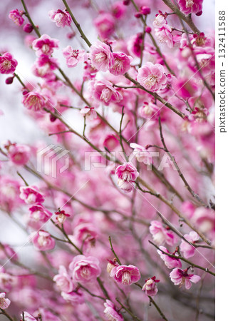 梅園裡盛開著粉紅色的梅花。 132411588