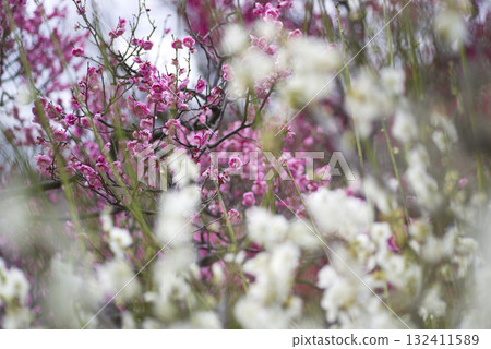 梅園裡盛開著粉紅色的梅花。 梅園裡盛開著粉紅色的梅花。 132411589