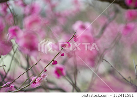 梅園裡盛開著粉紅色的梅花。 132411591