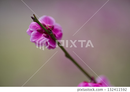 梅園裡盛開著粉紅色的梅花。 梅園裡盛開著粉紅色的梅花。 132411592