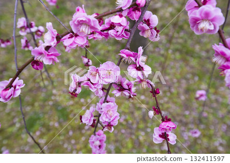 Pink plum blossoms are in bloom in the plum garden. Pink plum blossoms are in bloom in the plum garden. 132411597