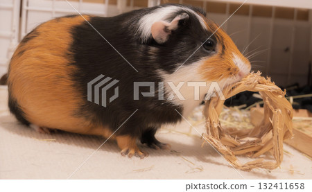 豚鼠對乾草環很著迷 132411658