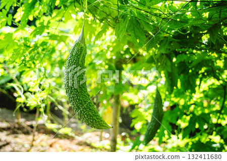 Cultivation of bitter gourd 132411680
